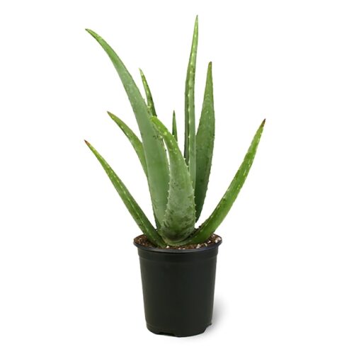 Aloe vera plant with pots