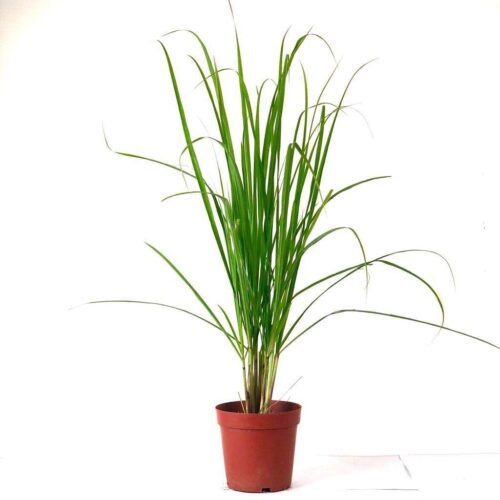 Lemon grass plant with pots