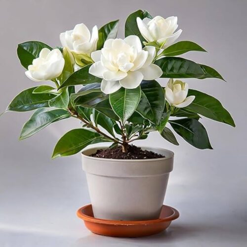 Mogra plant with pot