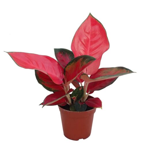Aglaonema plant Red with pots