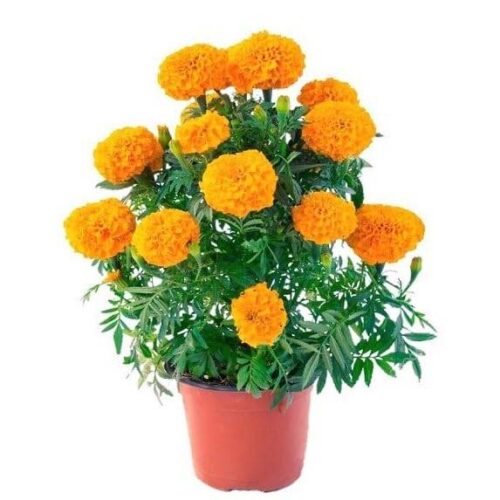 Genda plant with pot