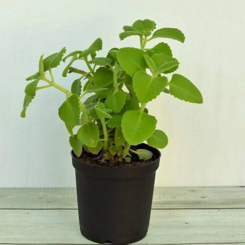 Ajwain plant with pot