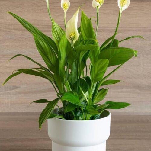 Peace Lily plant with pots