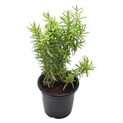 Rosemary plant with pots