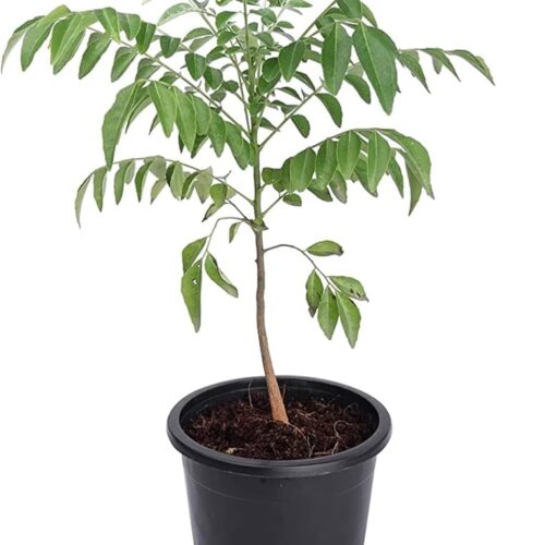 Curry leaf plant with pots