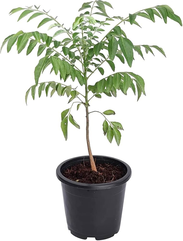 Curry leaf plant with pots