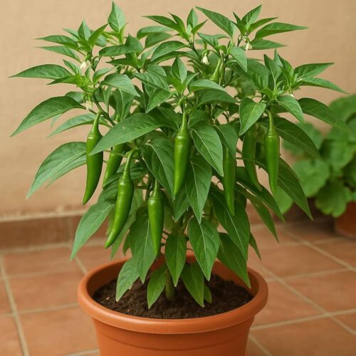 Green chili plant with pot