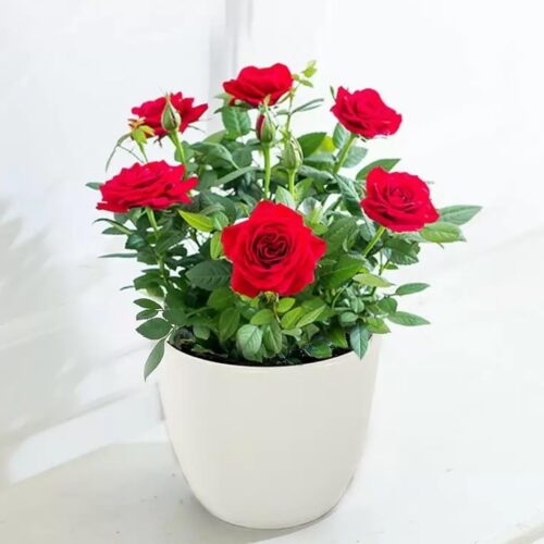 Kashmiri gulab with pots