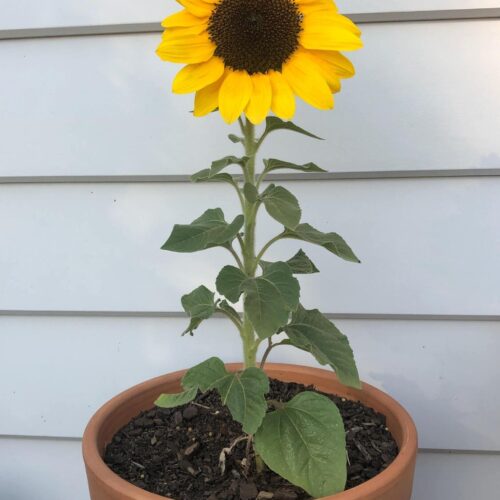 Surajmukhi plant with pot