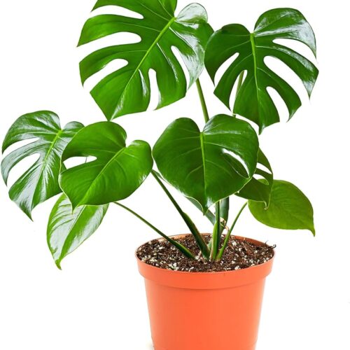 Monstera Deliciosa plant with pots