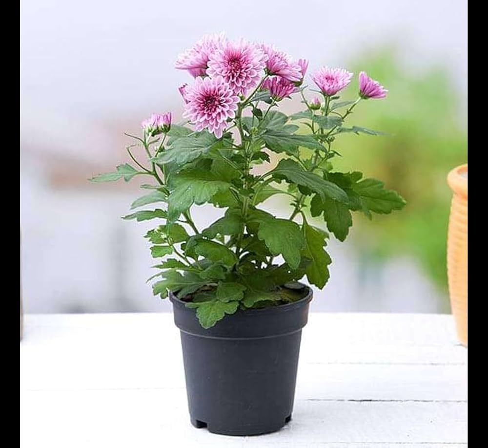 Guldavari plants with pots