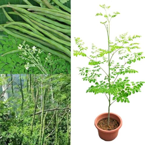 Moringa plant with pot