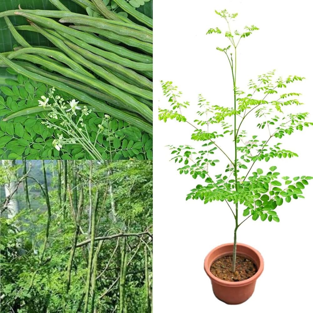 Moringa plant with pot