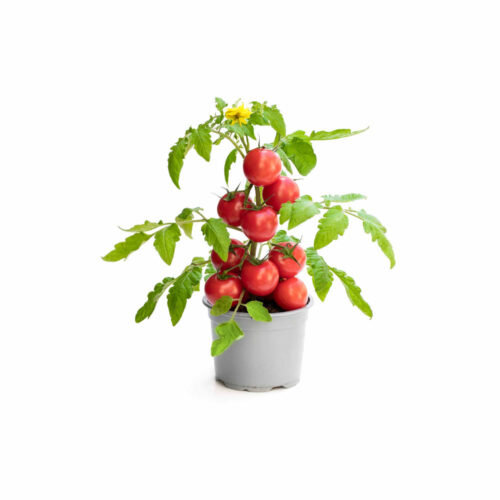Tomato plant with pot