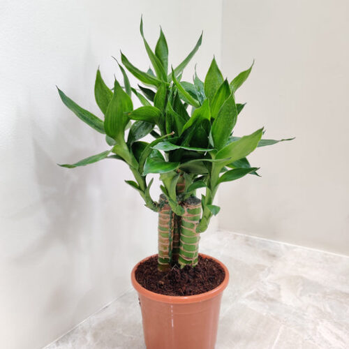 Lucky bamboo plants with pots