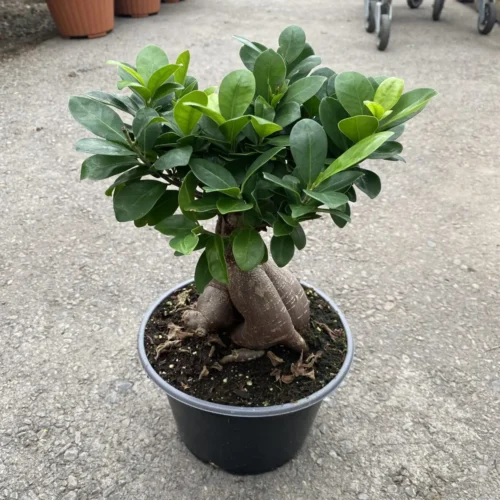 Bonsai plant with pots