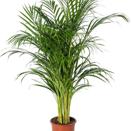 Arica palm plant with pots