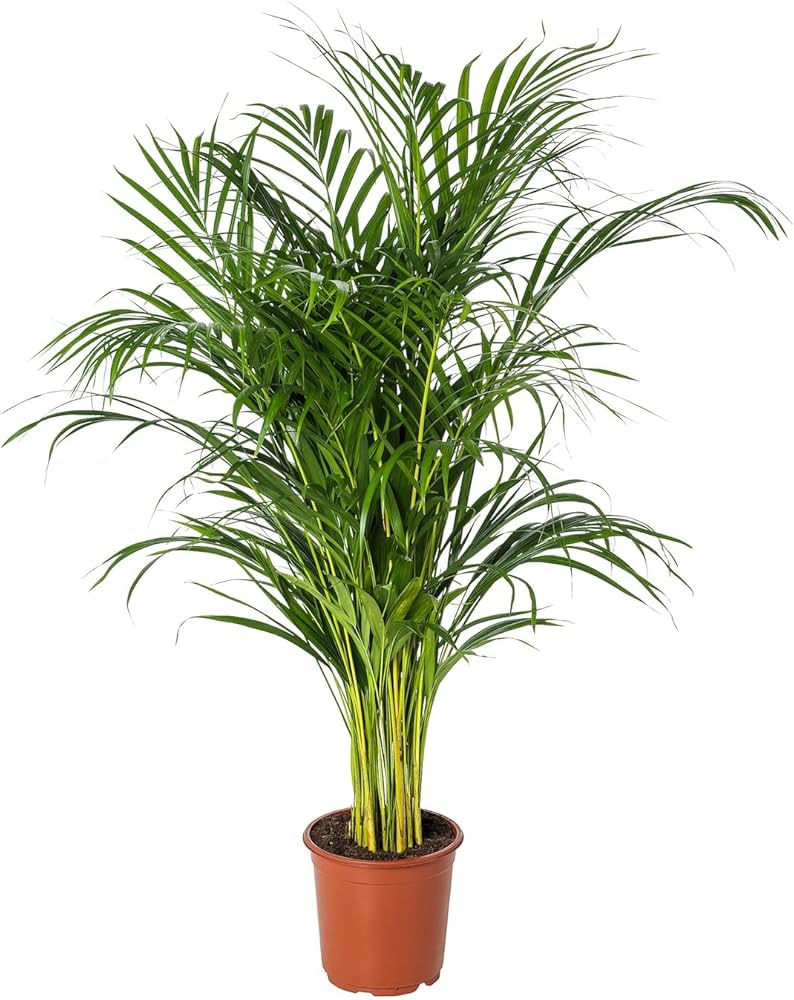 Arica palm plant with pots