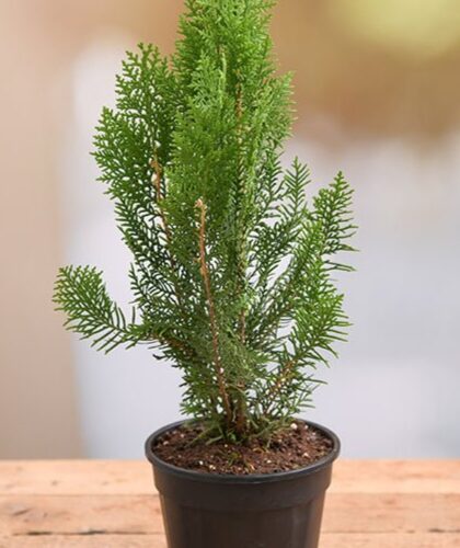 Mor Pankh plant with port