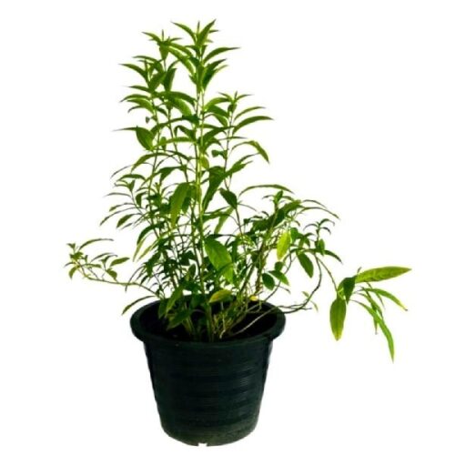 Ratrani plants with pots