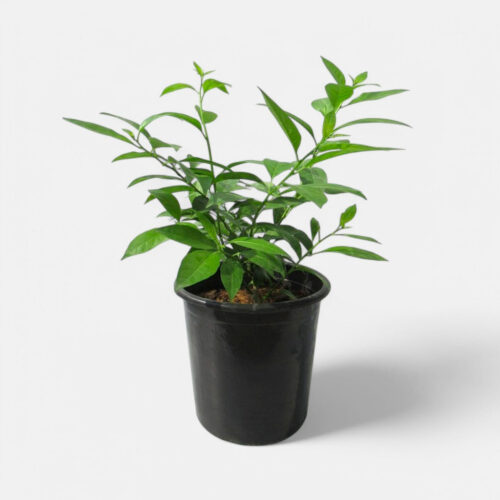 Chameli plant with pot