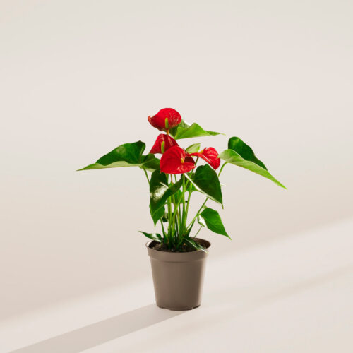 Anthurium plant with pots