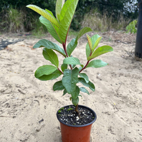 Guava tree plant