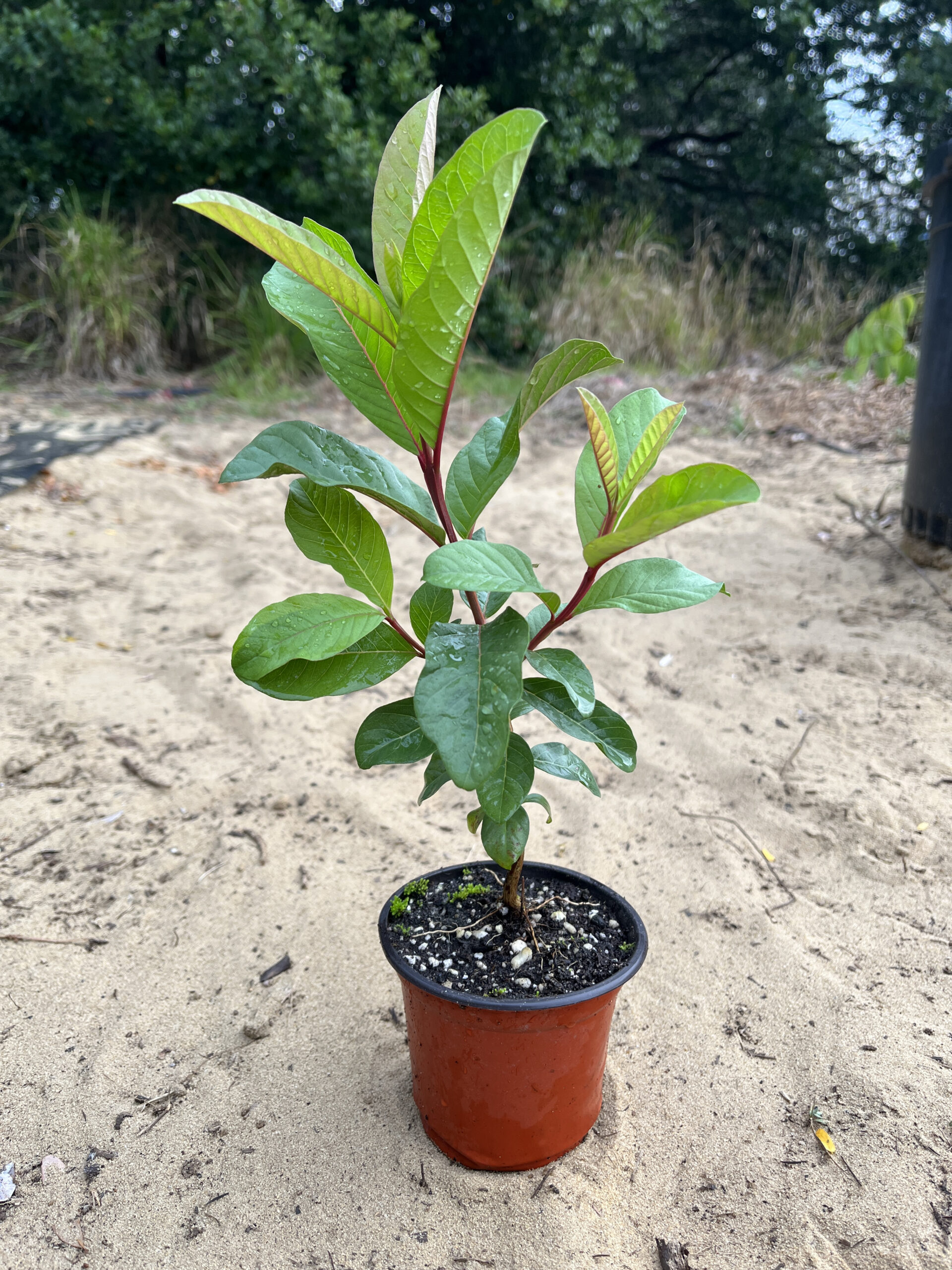 Guava tree plant