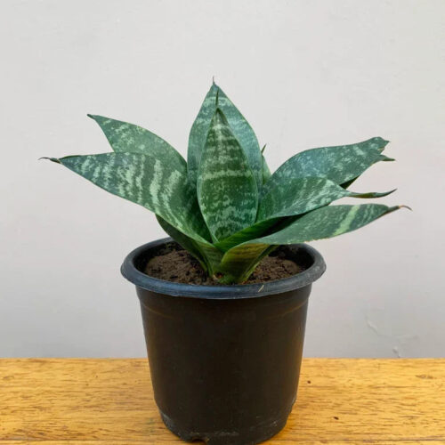 Sanke plant with pots