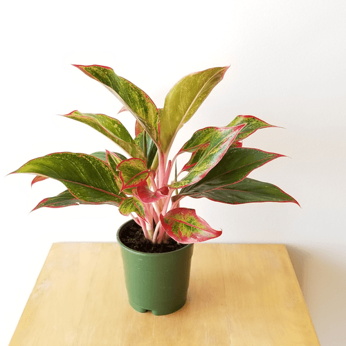 Aglaonema plant Green with pots