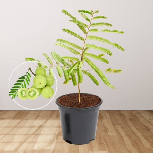 Aamla plant with bots