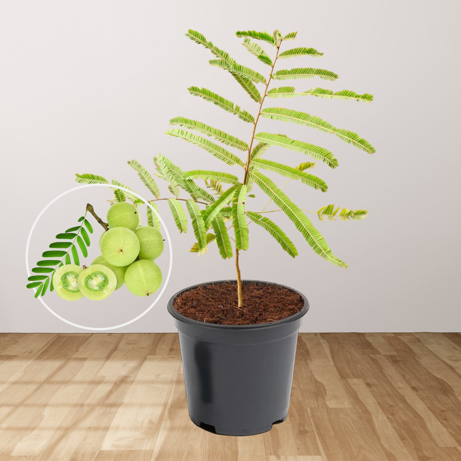 Aamla plant with bots