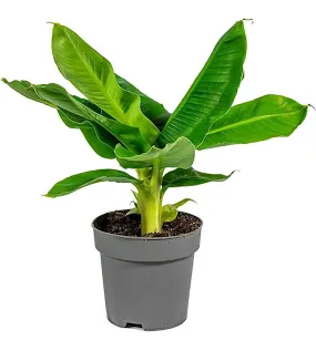 Banana plant with pots