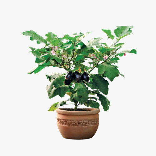 Brinjal plant with pot