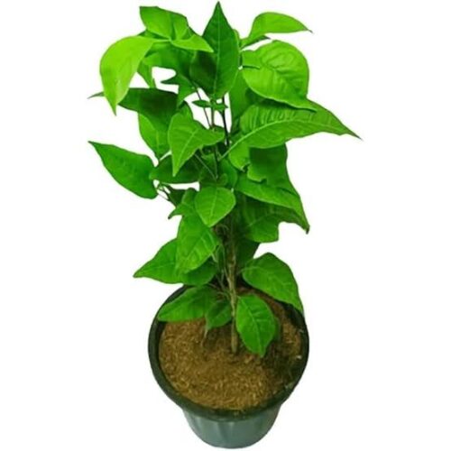 Bel patra plant with pots