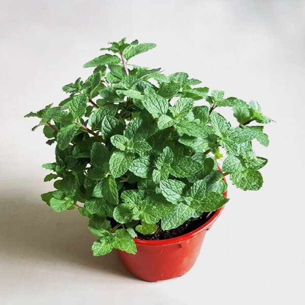 Mint plant with pots